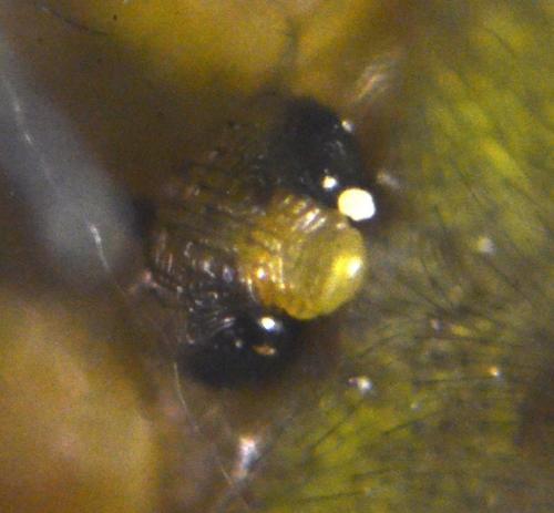 Araniella opisthographa